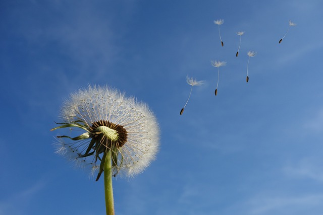 Chasing Dandelions